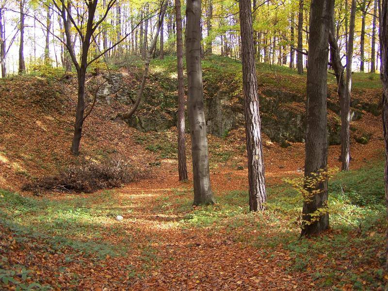 Wapienne ostańce w lesie wokół Czernichowa